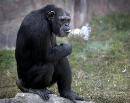 Meet Azalea the smoking chimp, new star at Pyongyang zoo
